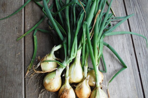 Kraken onion сайта